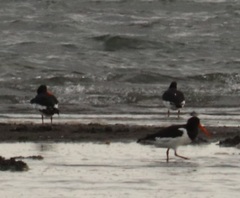 Haematopus ostralegus