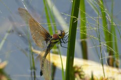 Anaciaeschna martini