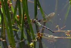 Anaciaeschna martini
