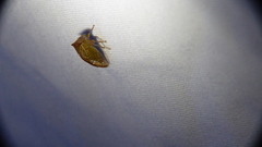 Stictolobus borealis