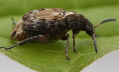 Megabruchidius dorsalis