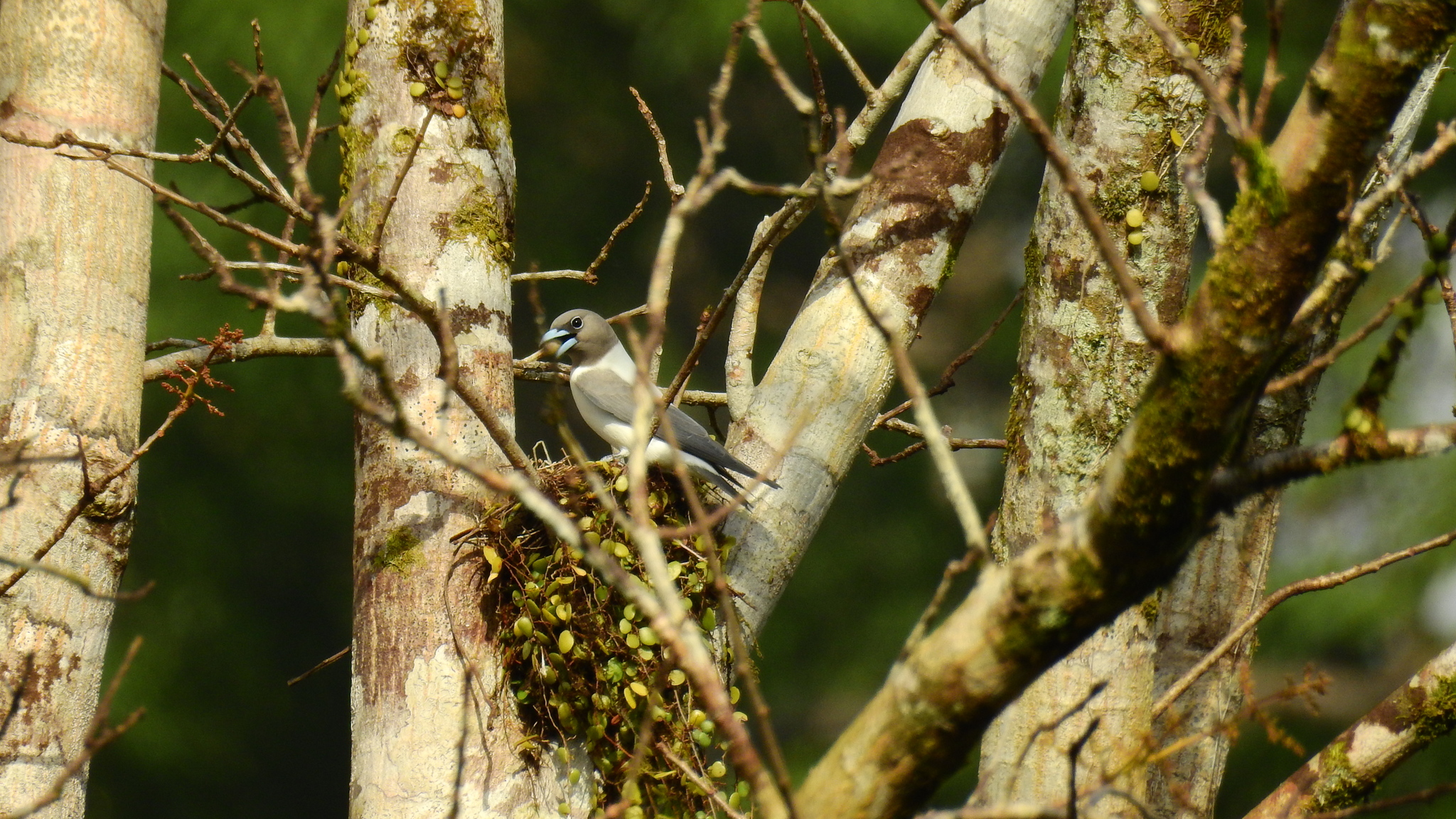 Ivory-backed Woodswallow (Artamus monachus), photo 8