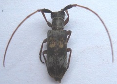 Eunidia subtergrisea