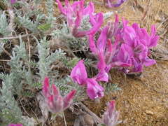 Oxytropis lanata