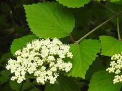 Viburnum scabrellum