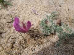 Oxytropis lanata