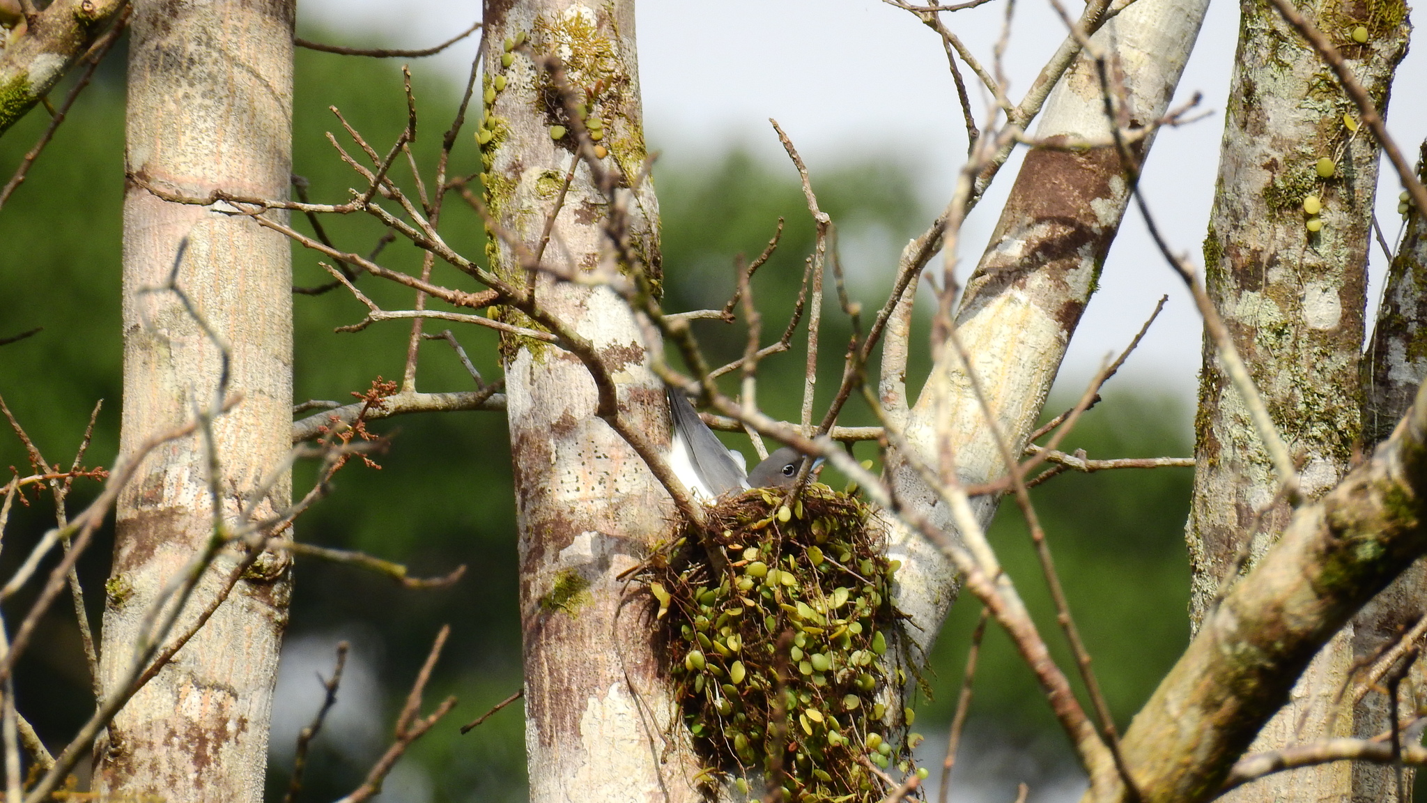 Ivory-backed Woodswallow (Artamus monachus), photo 7