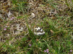 Abraxas grossulariata