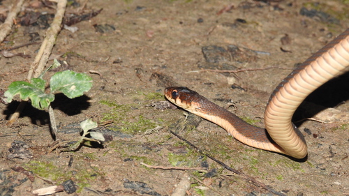 Günther's Keelback, Rhabdophis chrysargoides