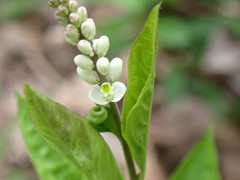 Polygala senega