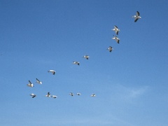 Pelecanus onocrotalus