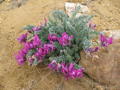 Oxytropis lanata