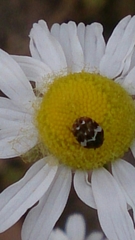 Anthrenus angustefasciatus