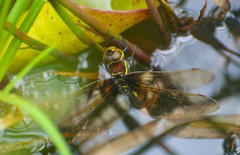 Anaciaeschna martini