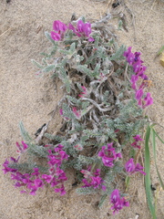 Oxytropis lanata