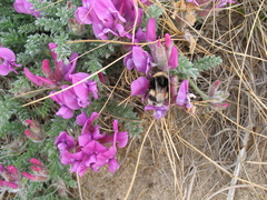 Oxytropis lanata