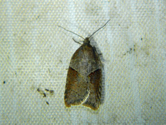 Acleris maccana