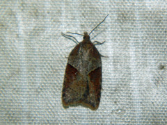 Acleris maccana