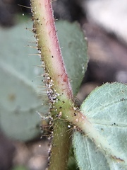 Euphorbia hirta image