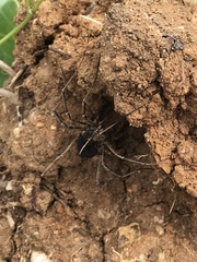 Zachaeus