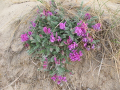 Oxytropis lanata