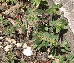 Euphorbia hirta image