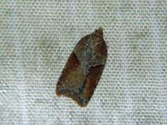 Acleris maccana