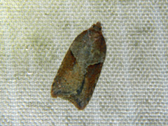 Acleris maccana