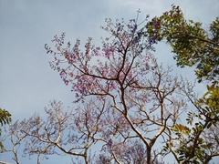 Bowdichia virgilioides