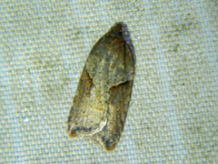 Acleris maccana