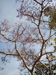 Bowdichia virgilioides