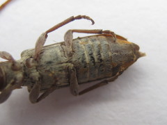 Eunidia subtergrisea