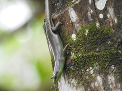 Dasia olivacea