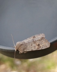 Orthosia populeti