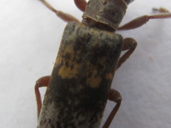 Eunidia subtergrisea