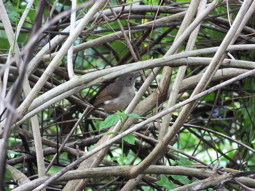 Sulawesi Babbler (Pellorneum celebense), photo 6