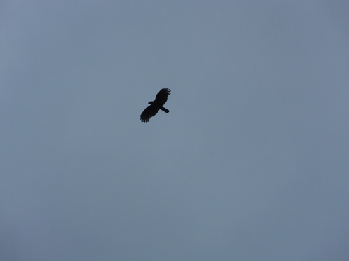 Barred Honey Buzzard (Pernis celebensis), photo 6