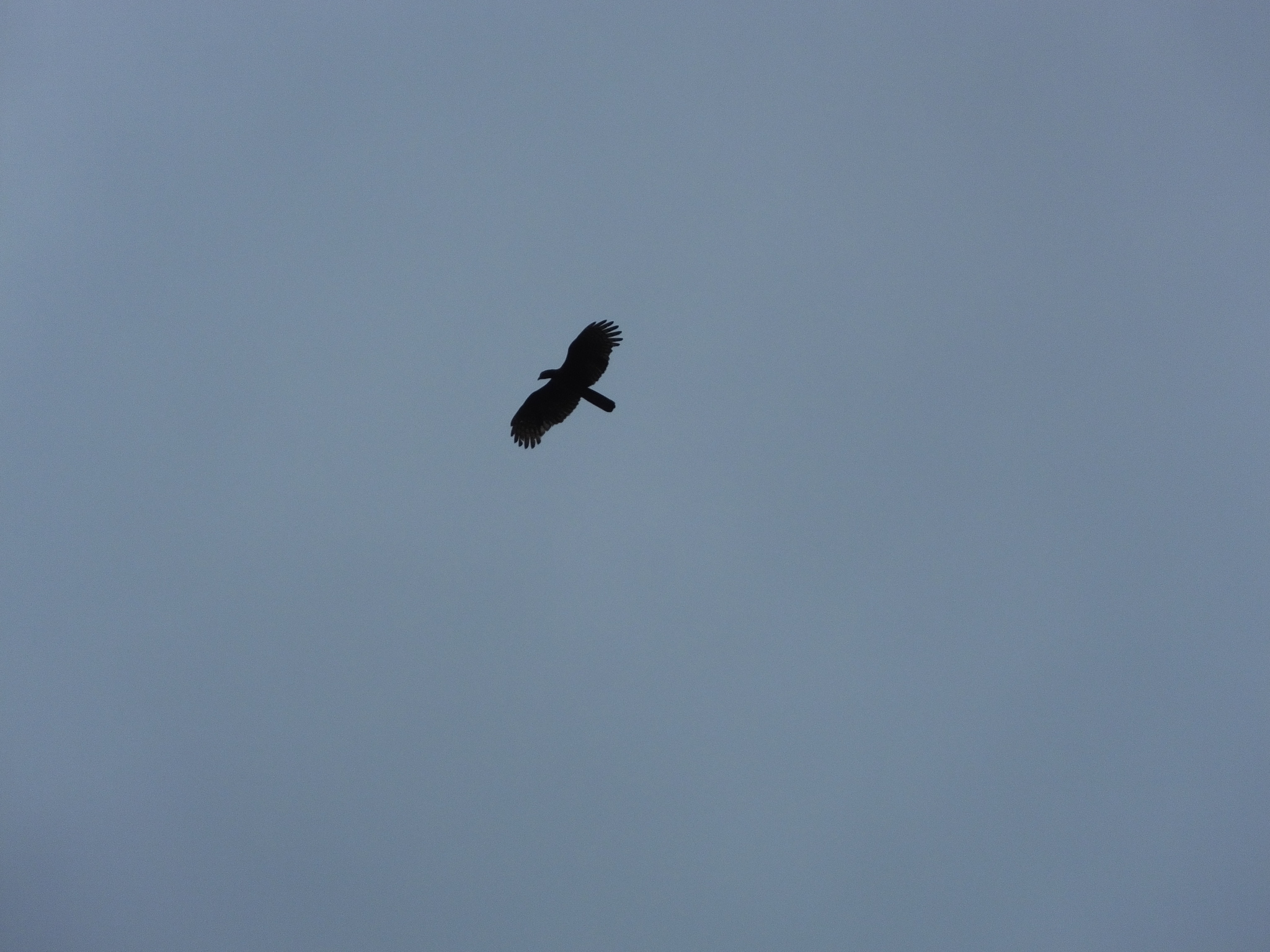 Barred Honey Buzzard (Pernis celebensis), photo 6
