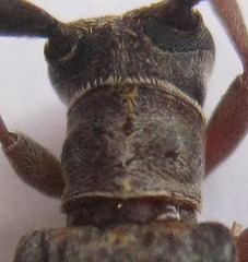 Eunidia subtergrisea