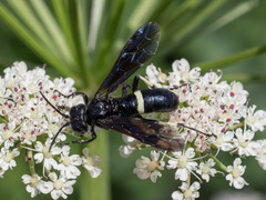 Tenthredo bifasciata