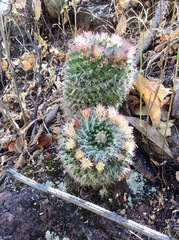 Mammillaria karwinskiana nejapensis