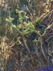 Opuntia pumila