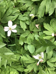 Anemonoides nemorosa