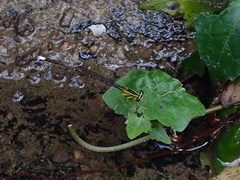 Pseudocopera ciliata