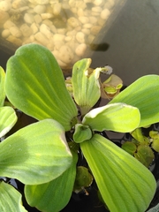 Pistia