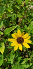 Helianthus debilis image