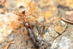 Oedoparena