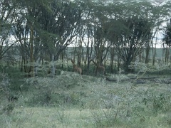 Giraffa camelopardalis rothschildi