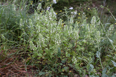 Stachys ocymastrum