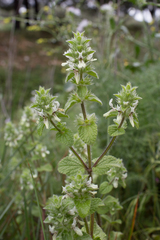 Stachys ocymastrum